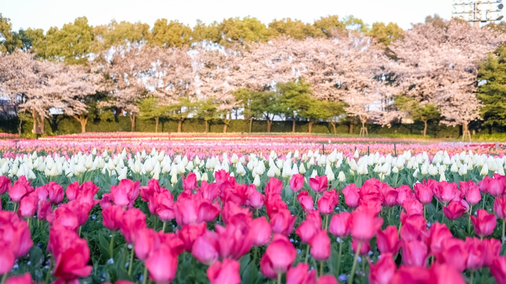 Tulips Field, Nabana No Sato, Kuwana City, Mie Prefecture
